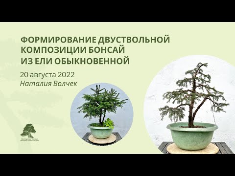 Видео: Обрезка и формирование ели #бонсай