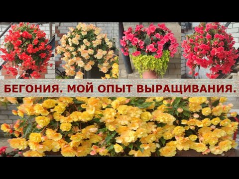 Видео: БЕГОНИЯ. МОЙ ОПЫТ ВЫРАЩИВАНИЯ.