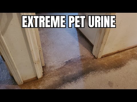 Видео: Аварийная очистка ковров от мочи домашних животных