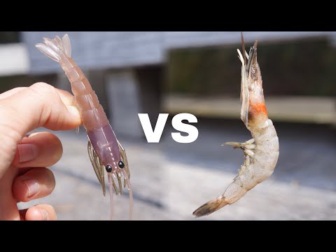 Видео: Рыболовное состязание: наживка против приманки! (Часть 2)