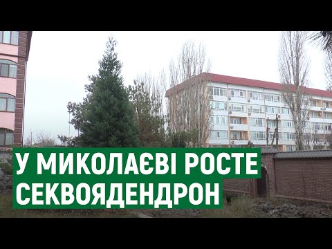 Видео: П'ять метрів за 9 років – у Миколаєві чоловік вирощує гігантську секвою