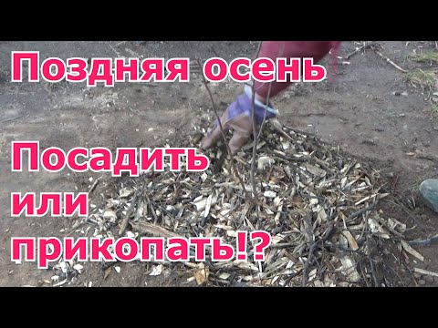 Видео: Поздняя посадка саженцев или прикоп до весны - что лучше? Прикопать или посадить. Мои советы