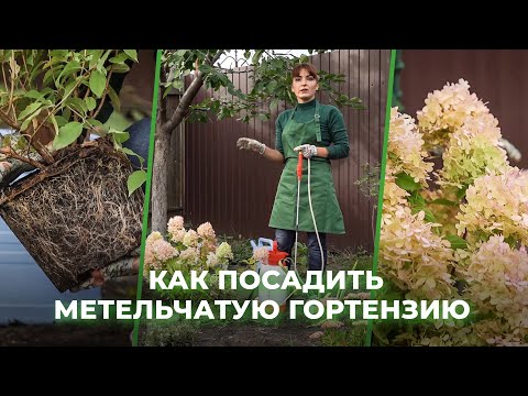 Видео: Как посадить гортензию: советы флориста