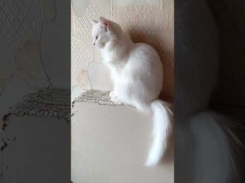 Видео: 22 октября 2025 г.