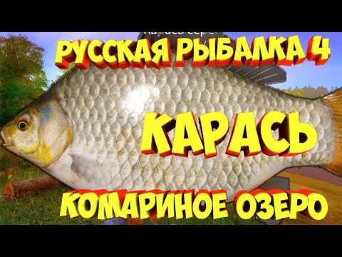 Видео: 🐟Охота за Трофейным Сер Карасем 2,4 кг, часть 2 #русскаярыбалка4 #russianfishing4 #рыбалка #трофей