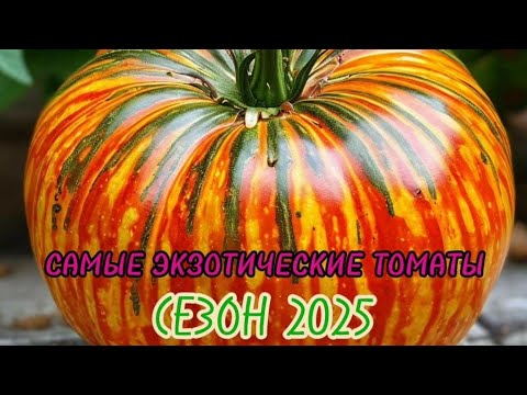 Видео: ВЫБОР ТОМАТОВ НА СЕЗОН 2025! САМЫЕ ЭКЗОТИЧЕСКИЕ СОРТА!