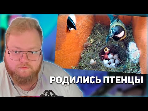 Видео: РЕАКЦИЯ T2x2: У НАС РОДИЛИСЬ МАЛЕНЬКИЕ ПТИЧКИ И ПОДВЕРГЛИСЬ АТАКЕ ХИЩНИКА!