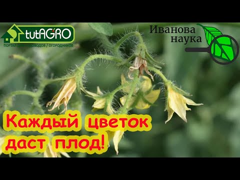 Видео: ВСЕ ЦВЕТКИ 100 % ДАДУТ ЗАВЯЗИ. Почему скручиваются листья и отпадают цветки у томата?