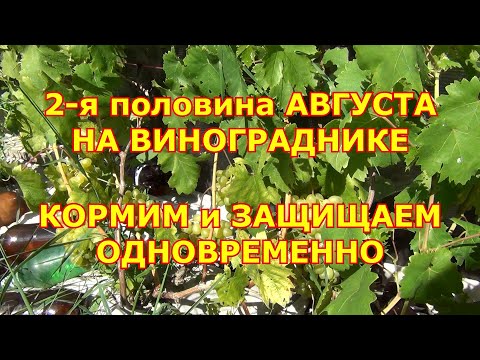 Видео: АВГУСТ на ВИНОГРАДНИКЕ. КОРМИМ и ЗАЩИЩАЕМ ОДНОВРЕМЕННО