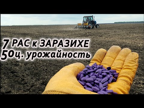 Видео: Посевная Подсолнечника: Потенциал 50ц. Устойчив к заразихе 7 рас.