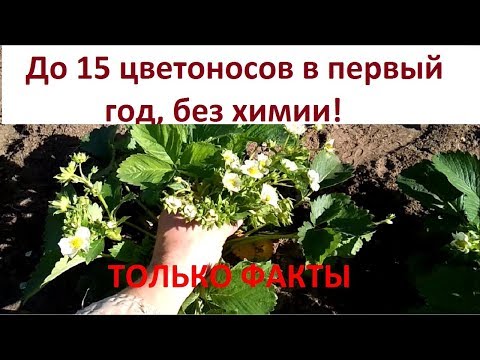 Видео: Выращивание клубники. Хороший урожай клубники в первый год плодоношения. Уход за клубникой в Сибири.