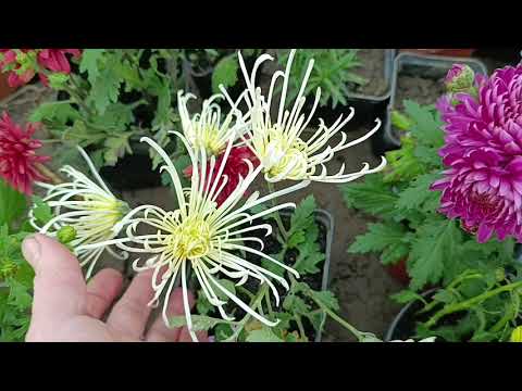 Видео: Як я готовлю хризантеми до зими. 