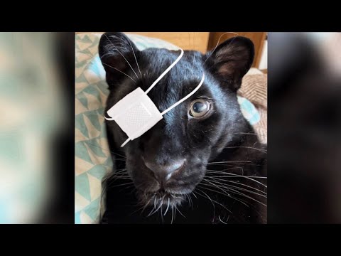 Видео: Что случилось с Луной?🤕/ Лечим пантеру Луну