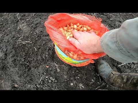 Видео: Цибулька Болеро на зиму.. Шкода не розрахував прогноз погоди