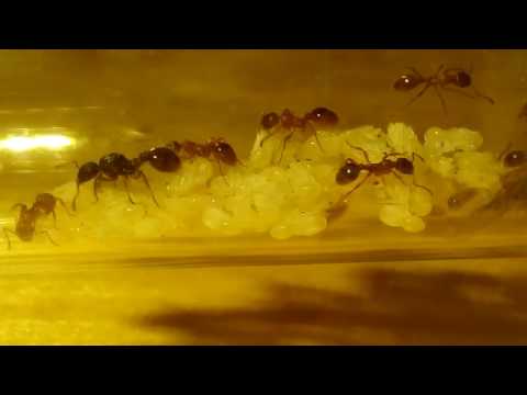 Видео: Моя колония Myrmica rubra, продолжение блога.