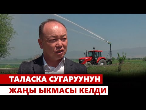 Видео: Таласка сугаруунун жаңы ыкмасы келди