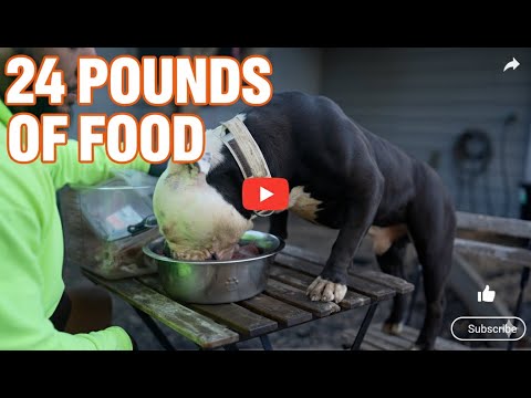 Видео: 24 фунта еды!! Кормим всех собак!!!!!