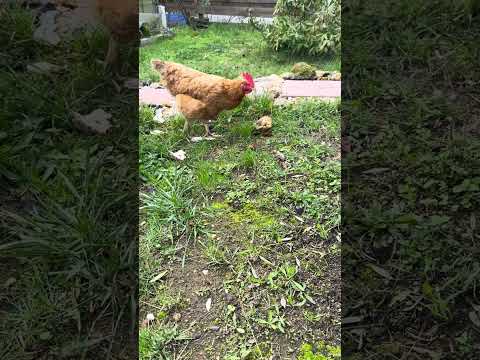 Видео: РАЗБОР Феномена Счастливой Ленуськи . КАК удовлетворить Хеппи ❗️🌹