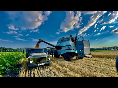 Видео: Розпочали ЖНИВА 2024❗️Комбайн Вектор🇺🇦Пшениця DSV artist👍