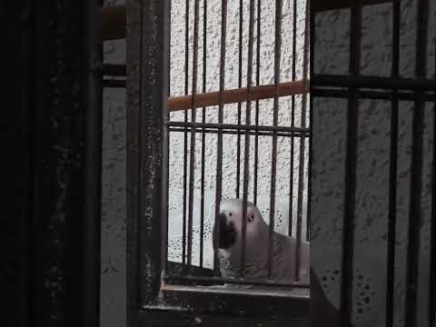 Видео: ПРИШЛА ИДУРОЧКА И ТРЕБУЕТ ПЕЧЕНЬКУ