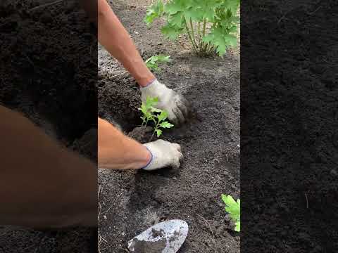 Видео: Посадка хризантемы в июле