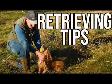 Видео: Возникли проблемы с апортировкой у вашей собаки?