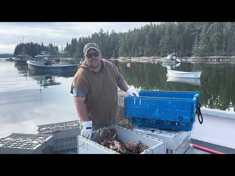 Видео: Лобстермен из Мэна становится краболовом!