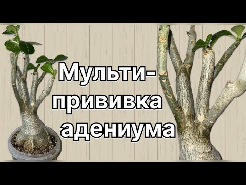 Видео: Отличная! Мульти-прививка адениума новаторскими способами. Как не надо делать! 27 июня 2024 г.