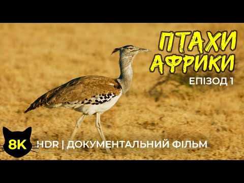 Видео: Екзотичні птахи Африки - 8K HDR Документальний фільм про дику природу - Частина 1