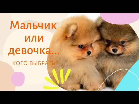 Видео: Мальчик или девочка Кого выбрать