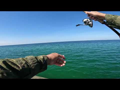 Видео: Ловля крупного саргана