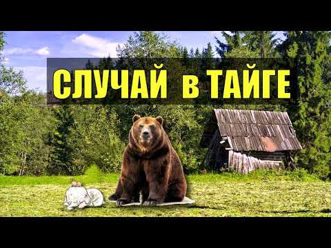 Видео: ТАИНСТВЕННЫЙ СЛУЧАЙ МЕДВЕДЬ НАПАЛ на ОХОТНИКА в ТАЙГЕ ИСТОРИИ из ЖИЗНИ В ЛЕСУ СУДЬБА ОХОТА ПРОМЫСЕЛ