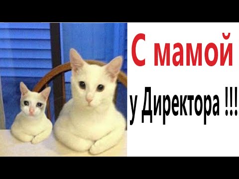 Видео: Лютые приколы. КОТ У ДИРЕКТОРА!!! Самое смешное видео! Засмеялся проиграл! – Domi Show!