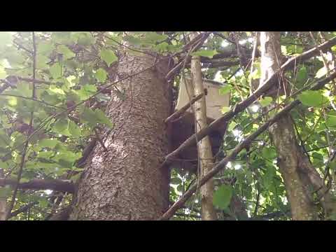 Видео: Проверка ловушек по маршруту 2