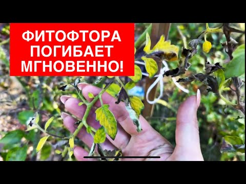 Видео: ОБРАБОТАЙТЕ ЭТИМ ПОМИДОРЫ  И МОЖЕТЕ ЗАБЫТЬ ПРО ФИТОФТОРУ!!!