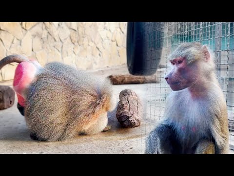 Видео: Люся! КТО ТЕБЯ ТАКОМУ НАУЧИЛ? Лида потому и злится? Очень артистичная обезьяна, пленила Елисея!