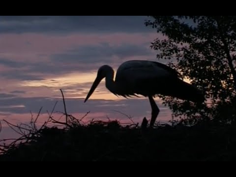 Видео: Душевный фильм об аистах. Аисты Ровбицка. | Film Studio Aves