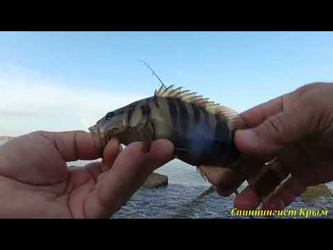 Видео: Морская рыбалка. Ультралайт. Отводной поводок. Разнорыбица.