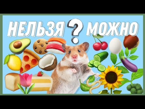 Видео: Чем Кормить Хомяка? 🐹 || Питание Хомяков 🥦 || Как Ухаживать за Хомяком ❓️