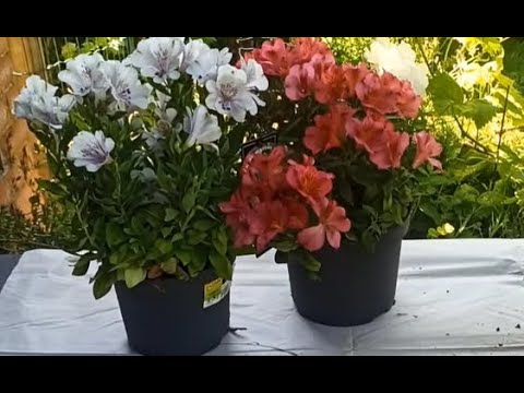 Видео: Множим альстромерии делением. Breeding alstromeria by division of the bush. 12.06.24, new sound