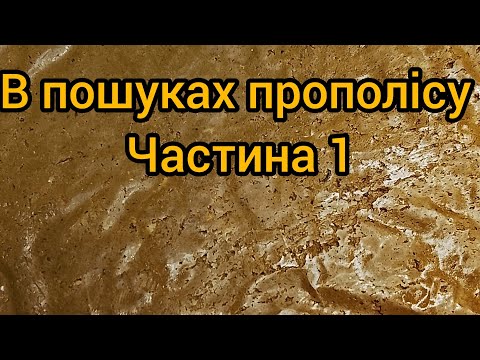 Видео: Прополіс - процес добування . Частина 1 