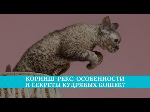 Видео: Корниш-рекс: особенности и секреты кудрявых кошек?