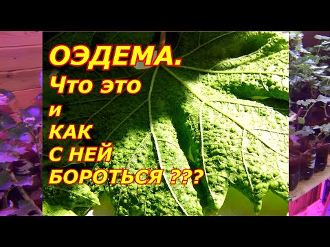 Видео: Пупырышки на листьях. ОЭДЕМА. Что это и Как с ней бороться???
