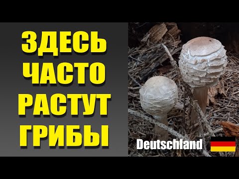Видео: Грибные места в лесах Германии. Какие грибы растут на склоне в лесу. Грибы Германии 2025
