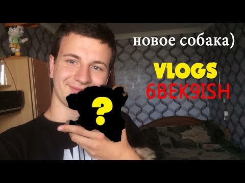 Видео: НОВЫЙ СОБАК