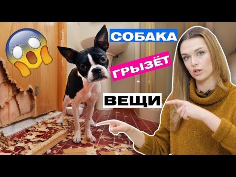 Видео: СОБАКА ГРЫЗЕТ ВЕЩИ В ДОМЕ | КАК ОТУЧИТЬ СОБАКУ ПОРТИТЬ ВЕЩИ?