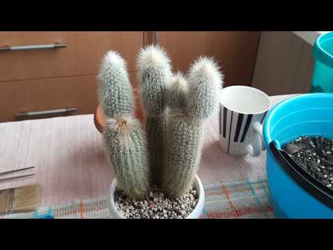 Видео: ЗОЛОТАЯ ЗЕМЛЯ! Как я обманула приятельницу!