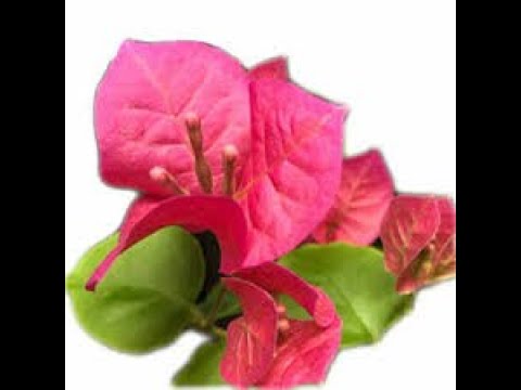 Видео: Бугенвиллея, укоренение, обрезка