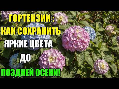 Видео: КАК СОХРАНИТЬ ЯРКИЕ ЦВЕТА ГОРТЕНЗИЙ ДО ПОЗДНЕЙ ОСЕНИ! ПРАВИЛЬНАЯ ПОДГОТОВКА К ОСЕНИ И ЗИМЕ