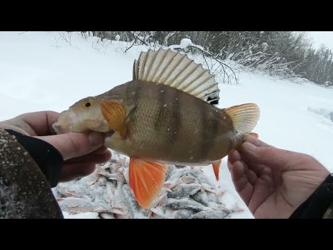 Видео: ОКУНЕННАЯ РЫБАЛКА НА ОБОЧИНЕ ДОРОГИ С ОДНОЙ ЛУНКИ)))! НАШЛАСЬ КЛЁВАЯ ЛУНКА НА РЫБАЛКЕ В ГЛУХОЗИМЬЕ!